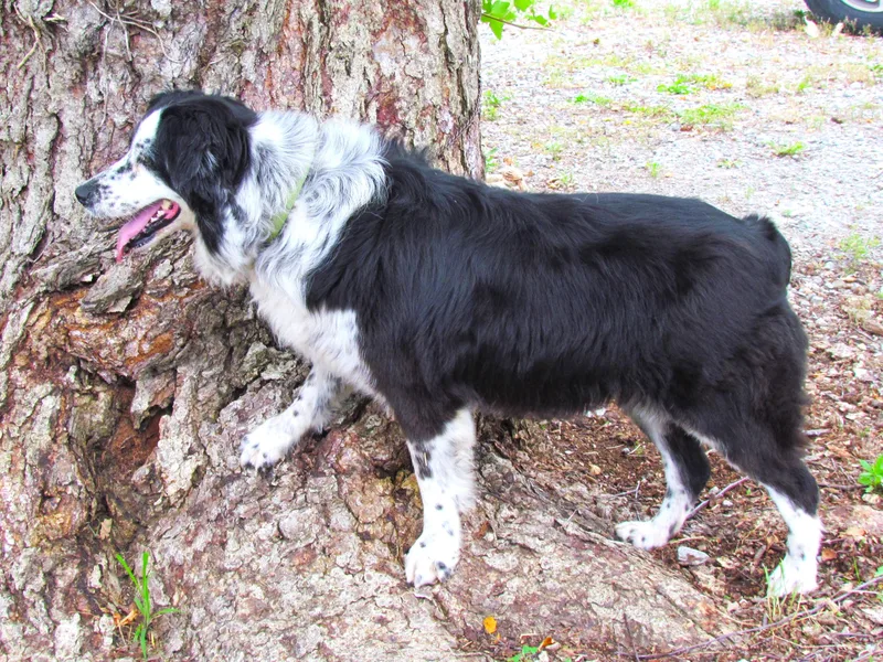 Josie thumbnail 6