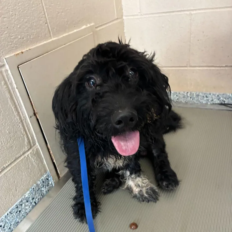 A young small-sized male Miniature Poodle dog named Edwin for adoption in Dayton, OH