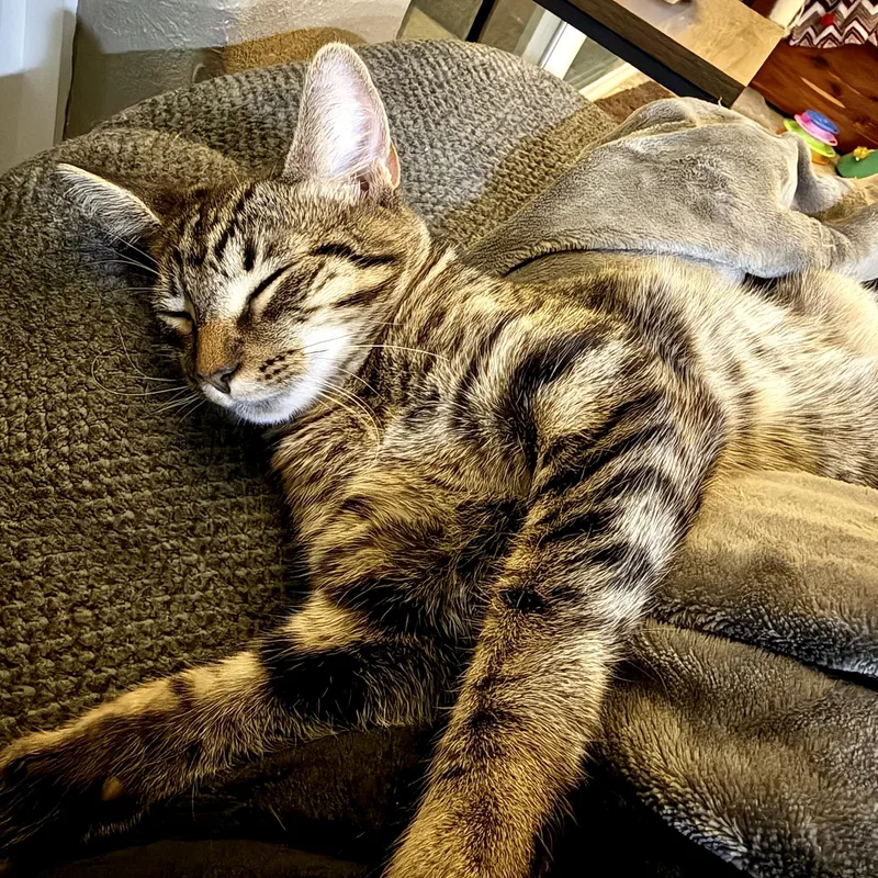 A baby medium-sized male Tabby (Brown / Chocolate) Domestic Medium Hair cat named Bruno for adoption in Liverpool, TX