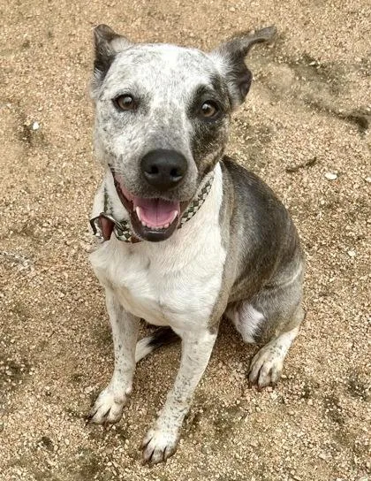 An adult medium-sized female White / Cream Mixed Breed dog named Bea for adoption in Georgetown, TX