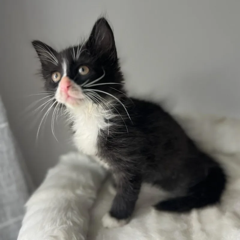 A baby small-sized male Black Domestic Short Hair cat named Alfred for adoption in Houston, TX
