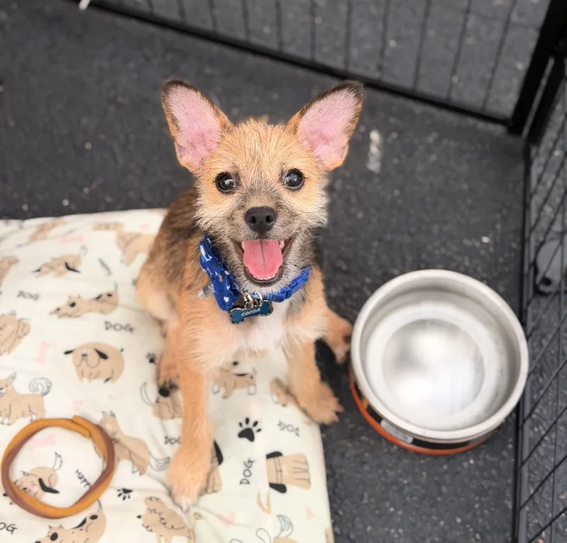 A baby small-sized male Chihuahua dog named Coco for adoption in Palm Coast, FL