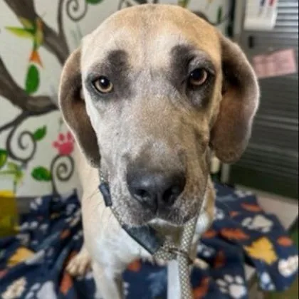 An adult medium-sized male Mixed Breed dog named Beaux for adoption in West Chester, PA
