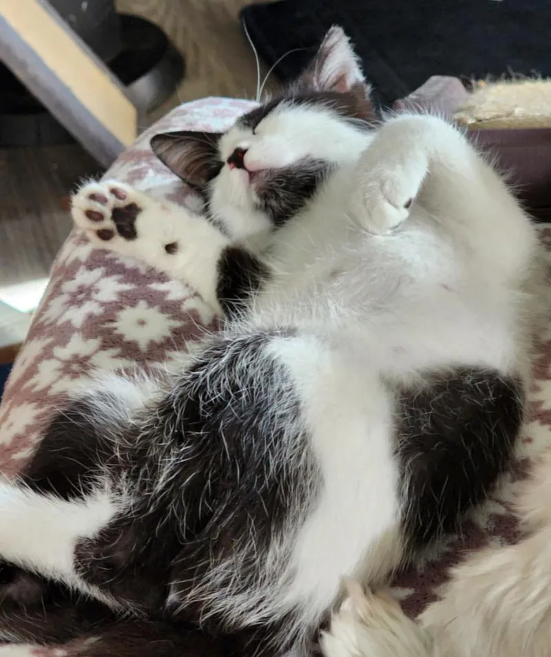 A young medium-sized female Domestic Short Hair cat named Tink for adoption in Phoenix, AZ