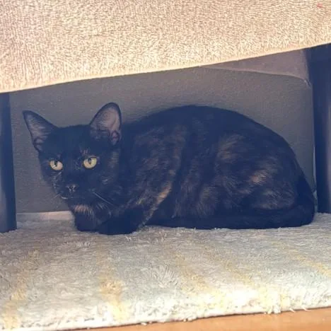 An adult small-sized female Domestic Short Hair cat named Kennedy for adoption in Leesburg, VA