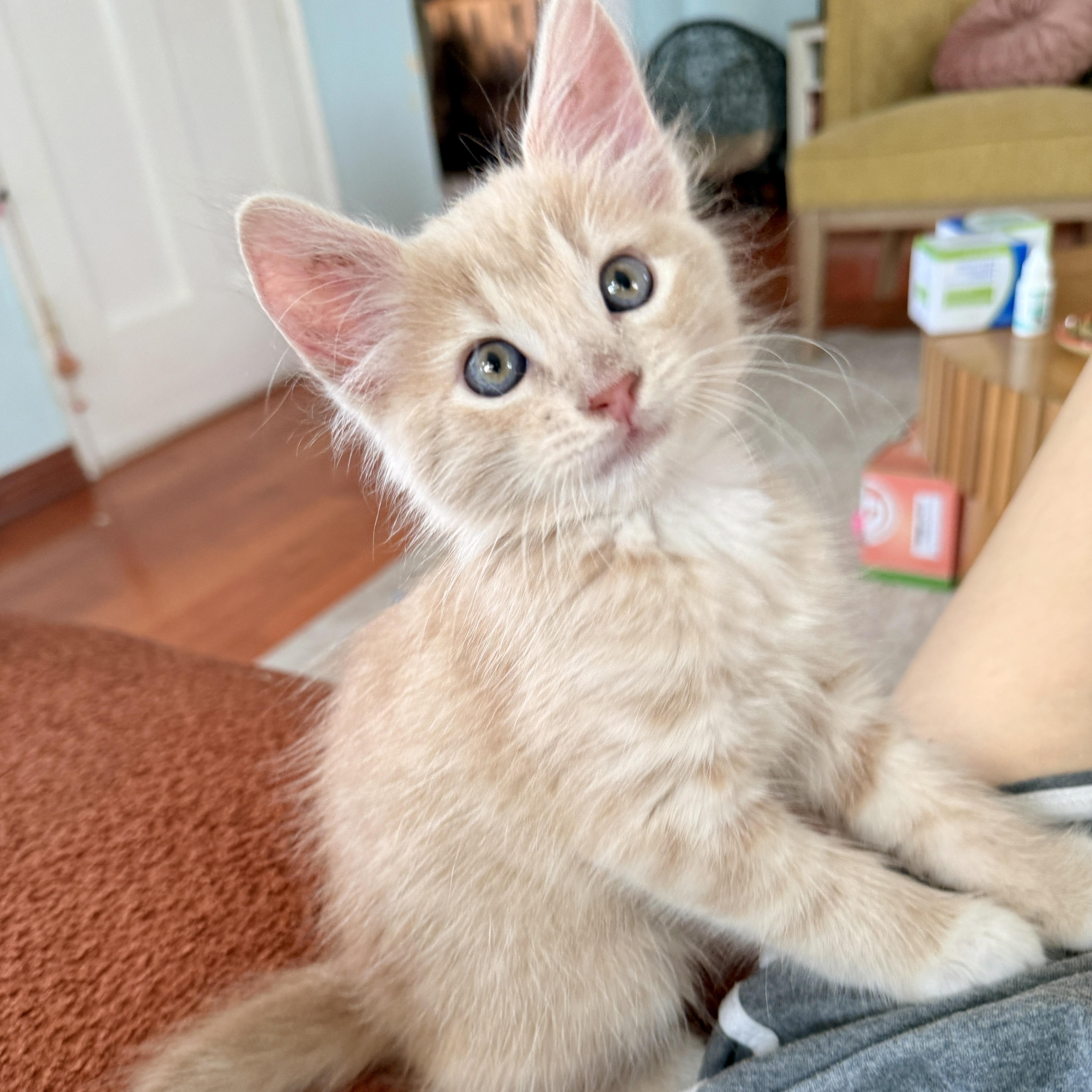 A baby large-sized male Orange / Red Domestic Long Hair cat named Jasper for adoption in Los Angeles, CA