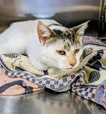 An adult medium-sized female Domestic Short Hair cat named Lucille for adoption in Independence, MO