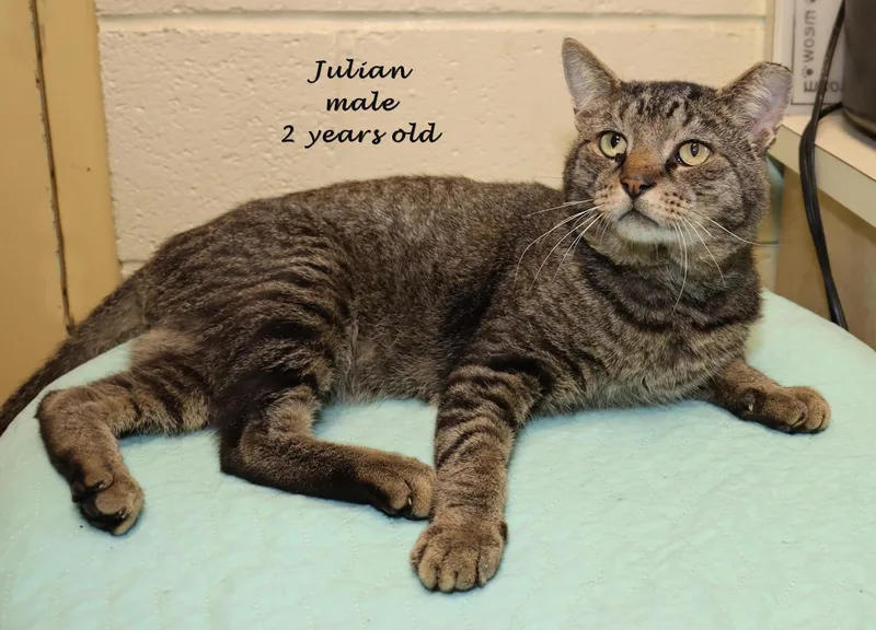 A young large-sized male Tabby (Brown / Chocolate) Tabby cat named Julian for adoption in Euclid, OH