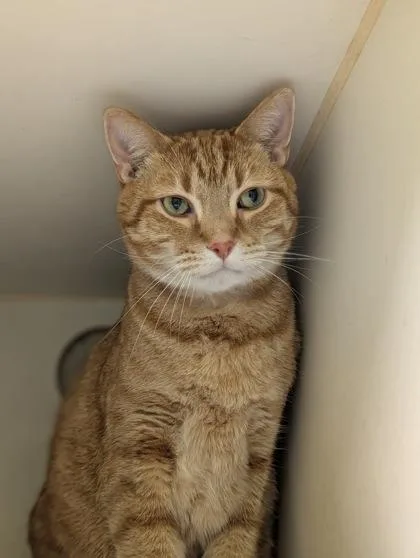 An adult small-sized male Domestic Short Hair cat named Yang for adoption in Mansfield, TX