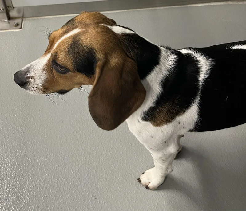 An adult small-sized female Beagle dog named Emma for adoption in Farmington, MO
