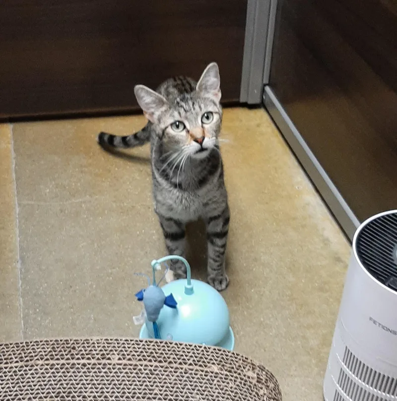 Cora