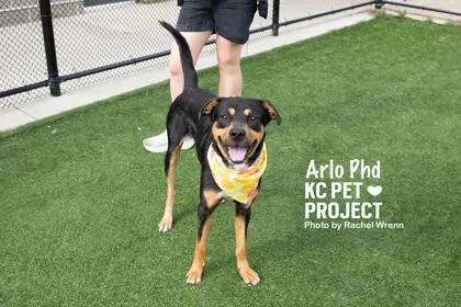 Arlo PhD thumbnail 3