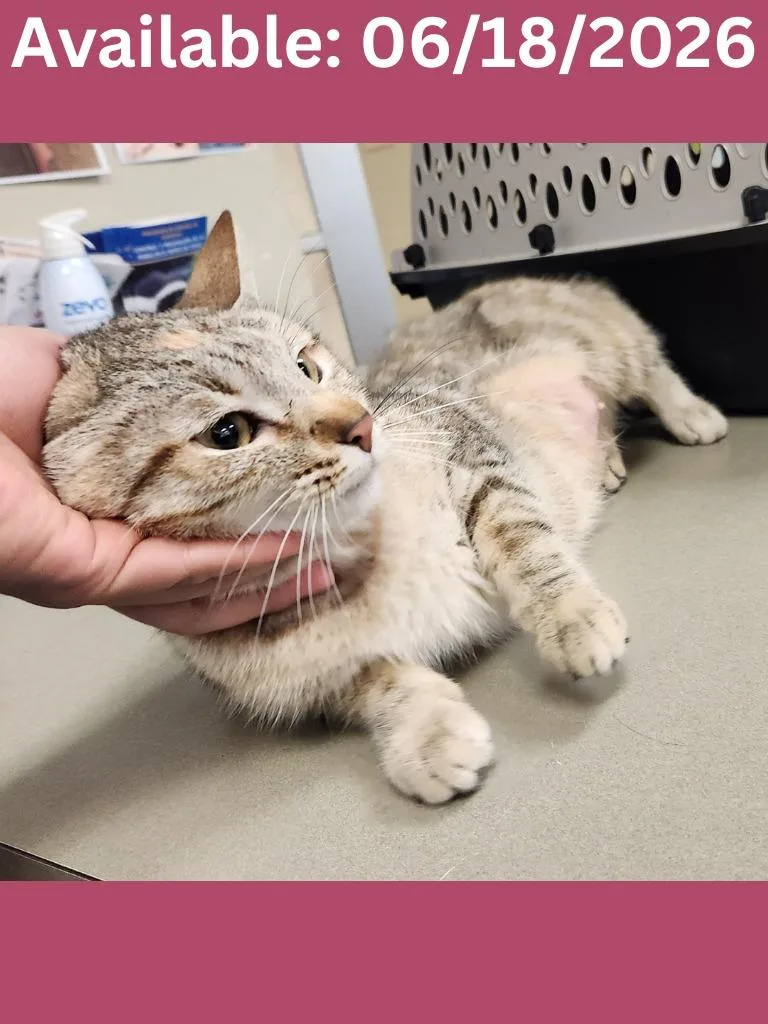 A young medium-sized female Domestic Short Hair cat named Cat Condo for adoption in Greenville, TX