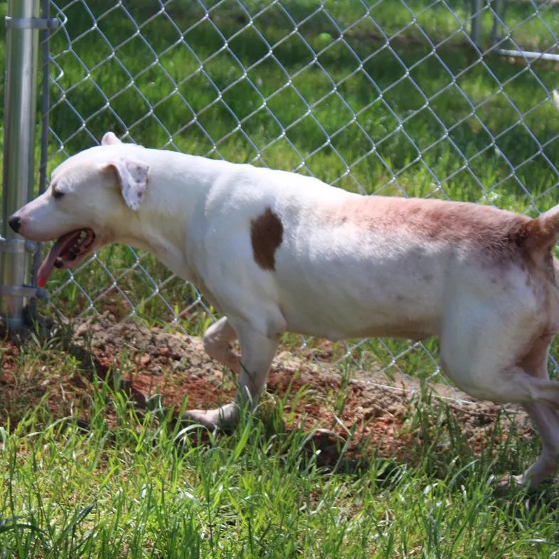 An adult medium-sized female White / Cream Mixed Breed dog named Lizzy for adoption in Valley, AL