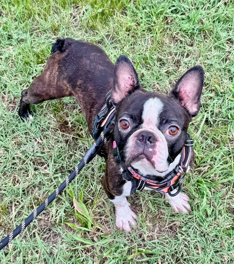 Herbie