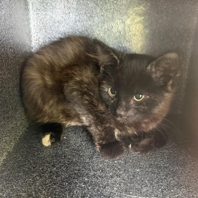 A baby small-sized female Gray / Blue / Silver Domestic Short Hair cat named Mobely for adoption in Birmingham, AL