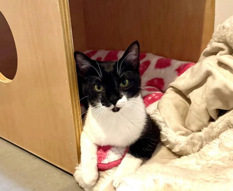 A young medium-sized male Black & White / Tuxedo Domestic Short Hair cat named Crumpet for adoption in Oakland, CA