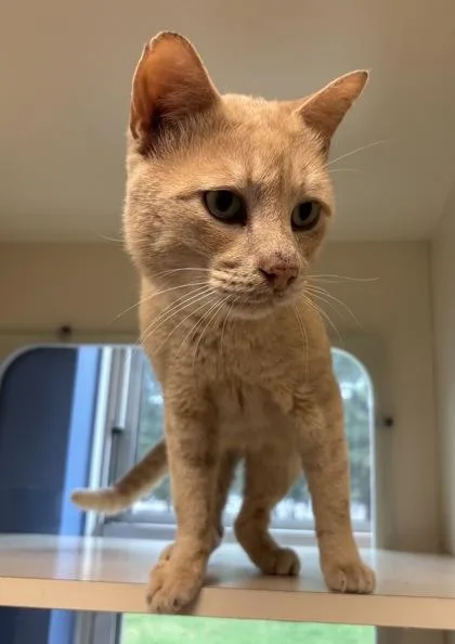 An adult large-sized male Domestic Short Hair cat named Colorado for adoption in Chamblee, GA