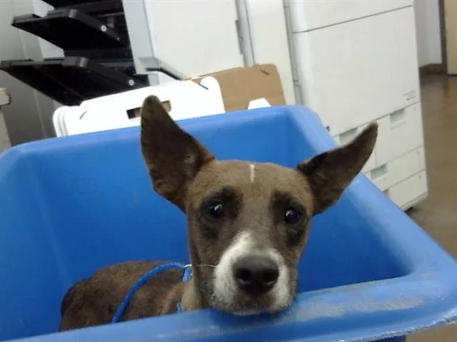 An adult medium-sized female Mixed Breed dog named Lola for adoption in Dallas, TX