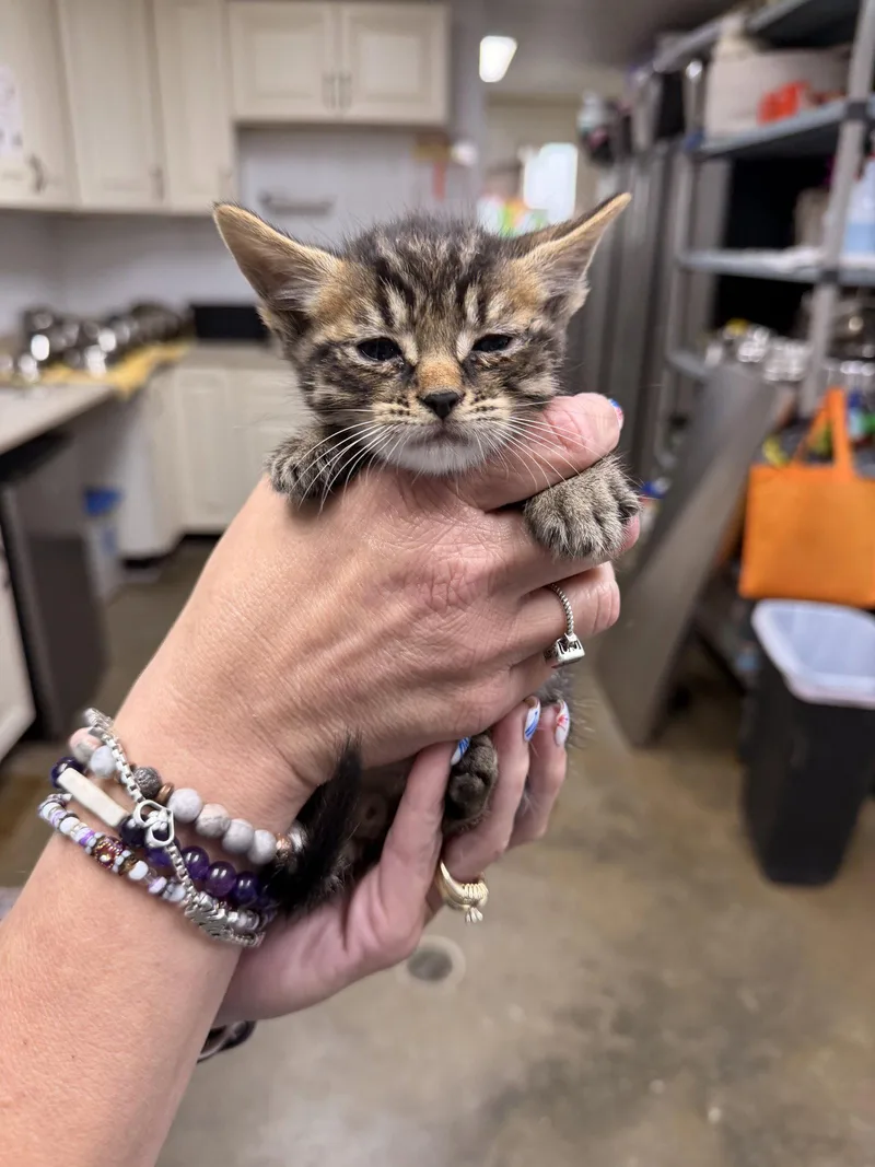 A baby medium-sized female Domestic Short Hair cat named Tapioca for adoption in Sanford, NC