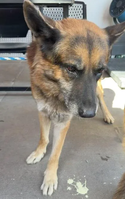 A baby large-sized male Yellow / Tan / Blond / Fawn German Shepherd Dog dog named 61804112 for adoption in El Paso, TX