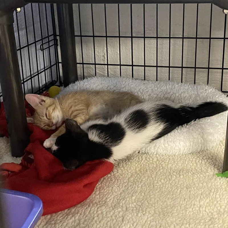 A baby small-sized male Black Domestic Short Hair cat named Mosaic for adoption in Falls Church, VA