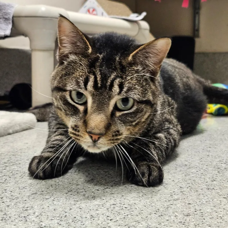 An adult large-sized male Brown / Chocolate Domestic Short Hair cat named Charlie for adoption in Chicago, IL