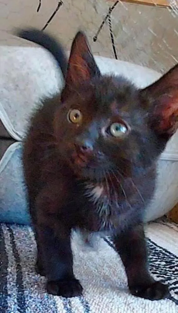 A baby small-sized male Black Bombay cat named Spot for adoption in Lancaster, CA