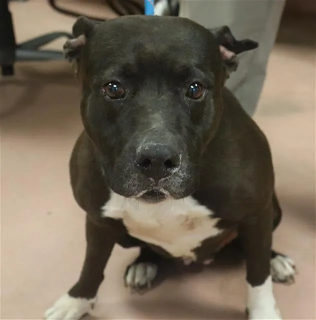 An adult medium-sized female Mixed Breed dog named Kayla for adoption in Columbia, SC