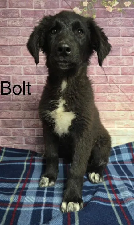Bolt thumbnail 2