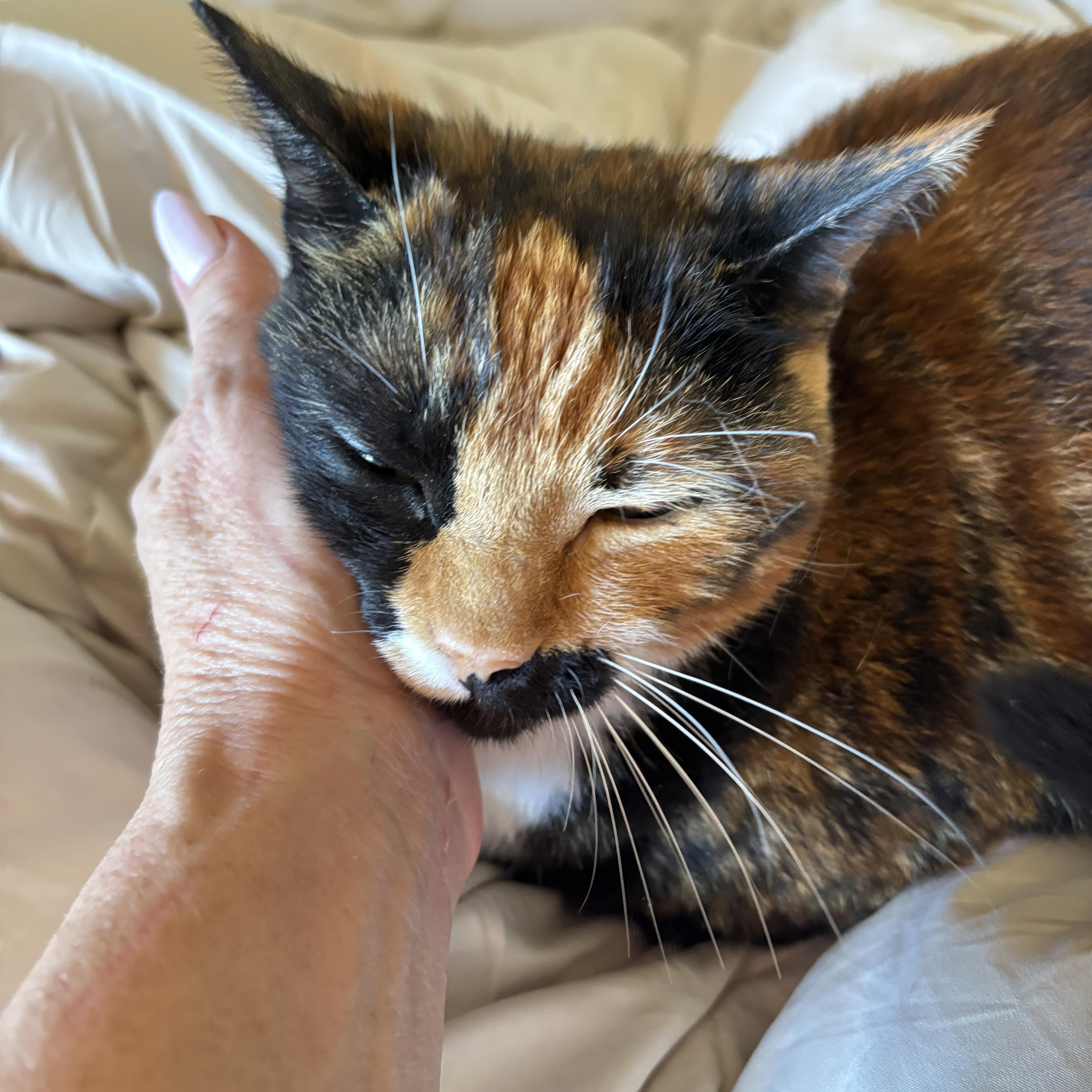 An adult medium-sized female Calico Domestic Short Hair cat named Pumpkin for adoption in Lauderhill, FL