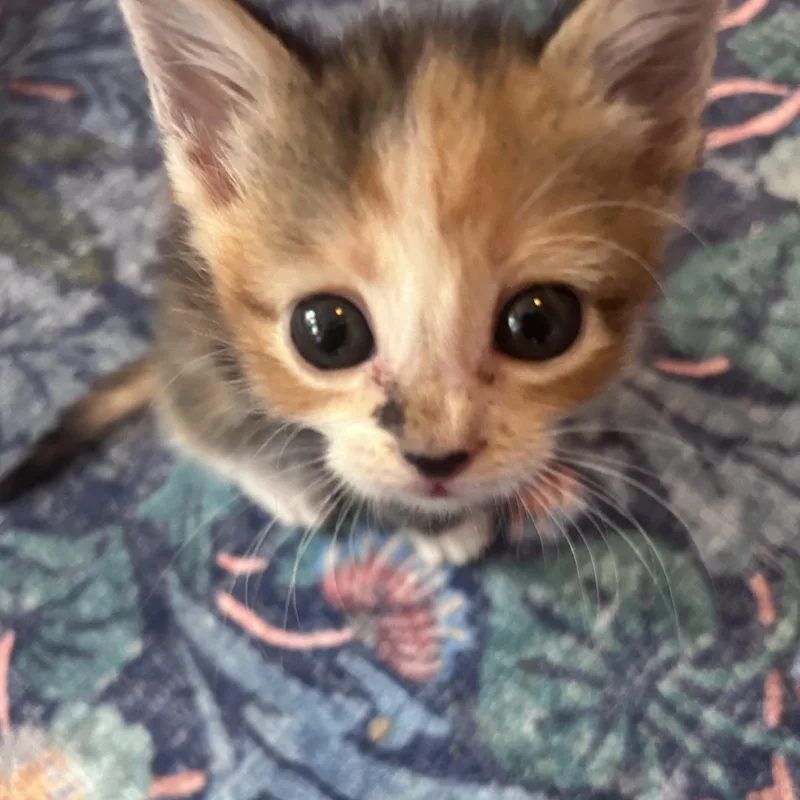A baby medium-sized female Calico Domestic Short Hair cat named Ziti for adoption in Fort Worth, TX