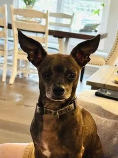 Canelo