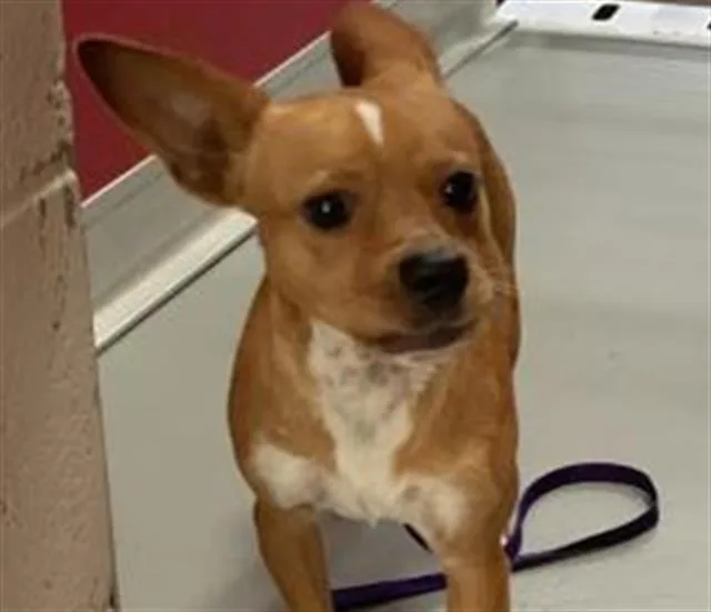 An adult small-sized male Chihuahua dog named A for adoption in Visalia, CA
