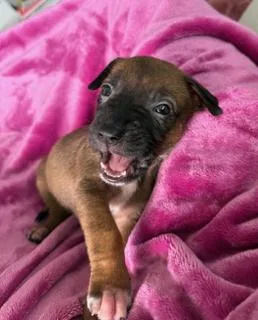 A baby medium-sized female Labrador Retriever dog named Dani for adoption in Miami, FL