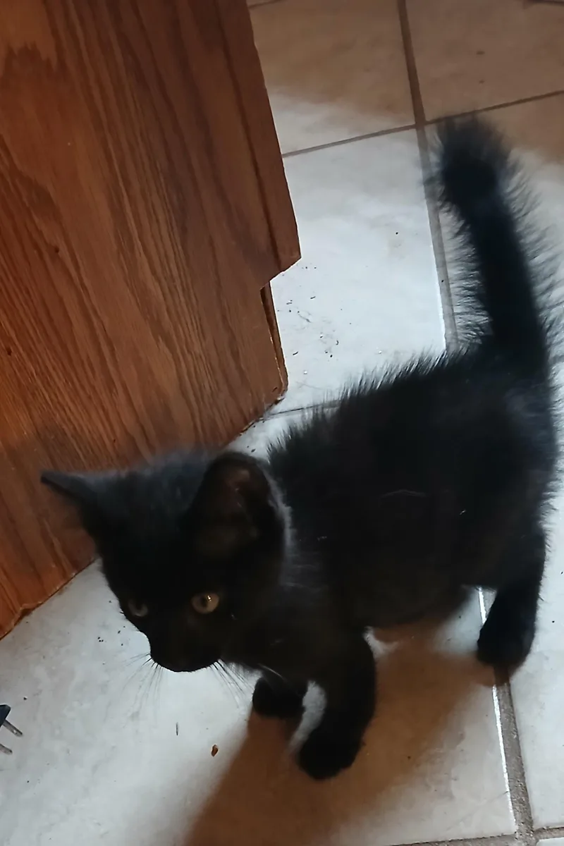 A baby small-sized male Black Domestic Short Hair cat named Gimpy for adoption in Hobart , IN