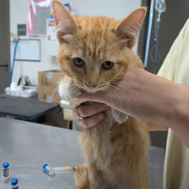 A baby small-sized female Domestic Short Hair cat named Princess Leia for adoption in Cleveland, MS