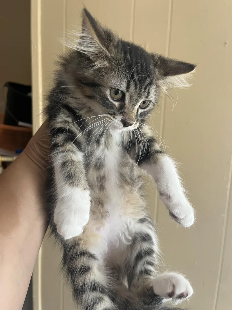A young medium-sized female Domestic Medium Hair cat named Cutesy Bootsy for adoption in Memphis, TN