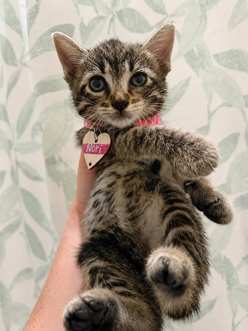 A baby small-sized female Tabby (Tiger Striped) American Shorthair cat named Nori for adoption in Paulina, LA