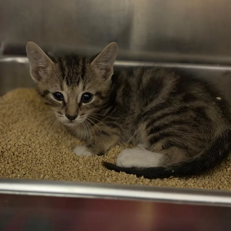 A baby small-sized male Black Domestic Short Hair cat named Billy for adoption in Fort Smith, AR