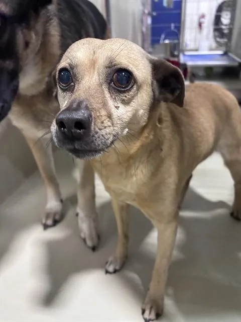 An adult small-sized male Chihuahua dog named Max for adoption in Bakersfield, CA