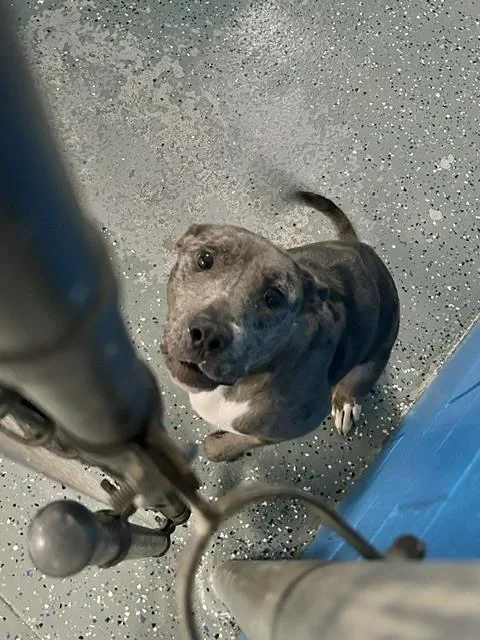 An adult medium-sized male Merle (Blue) Catahoula Leopard Dog dog named Phoenix for adoption in Muskegon, MI