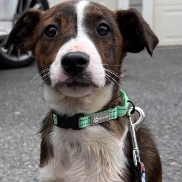 A baby small-sized female Brindle Portuguese Podengo dog named Moana for adoption in HANSON, MA