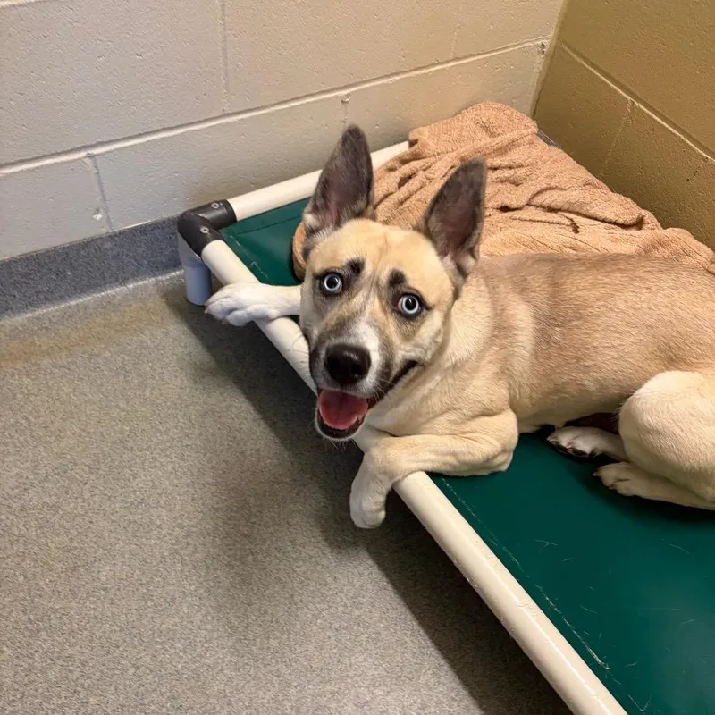 A young medium-sized female White / Cream German Shepherd Dog dog named London for adoption in Concord, NH