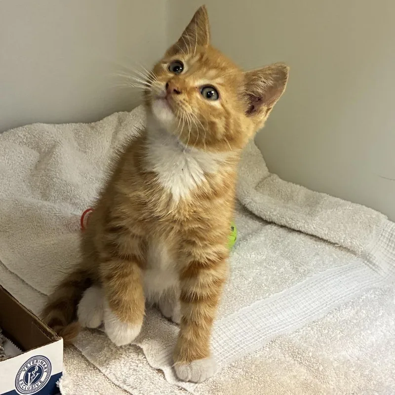 A baby small-sized male Orange / Red Domestic Short Hair cat named 71626 for adoption in Harrisonburg, VA