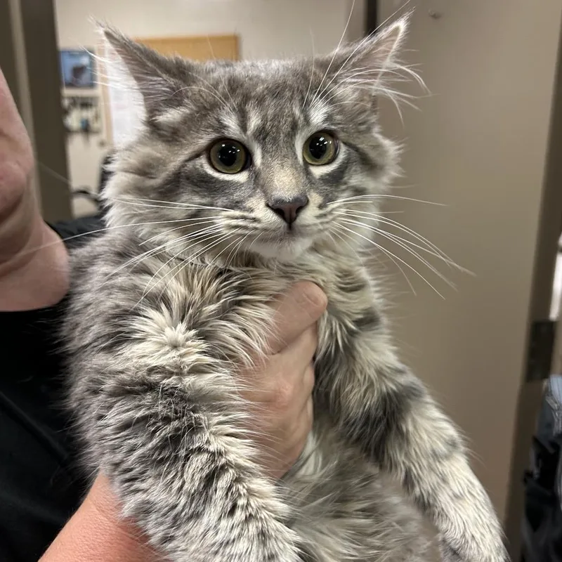 Merlin