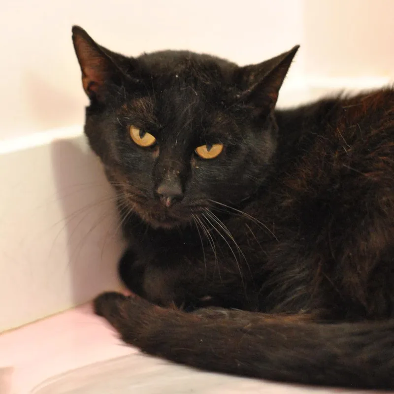 An adult large-sized male Domestic Short Hair cat named Tofu for adoption in Forest Park, IL