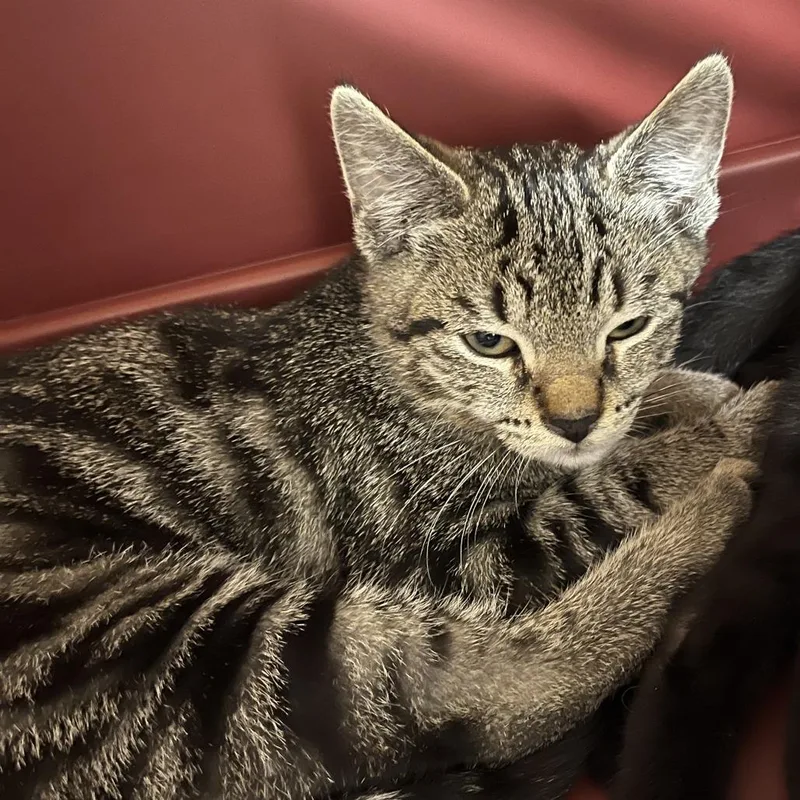 A baby medium-sized female Brown / Chocolate Domestic Short Hair cat named Eleanor for adoption in Oak Park, IL