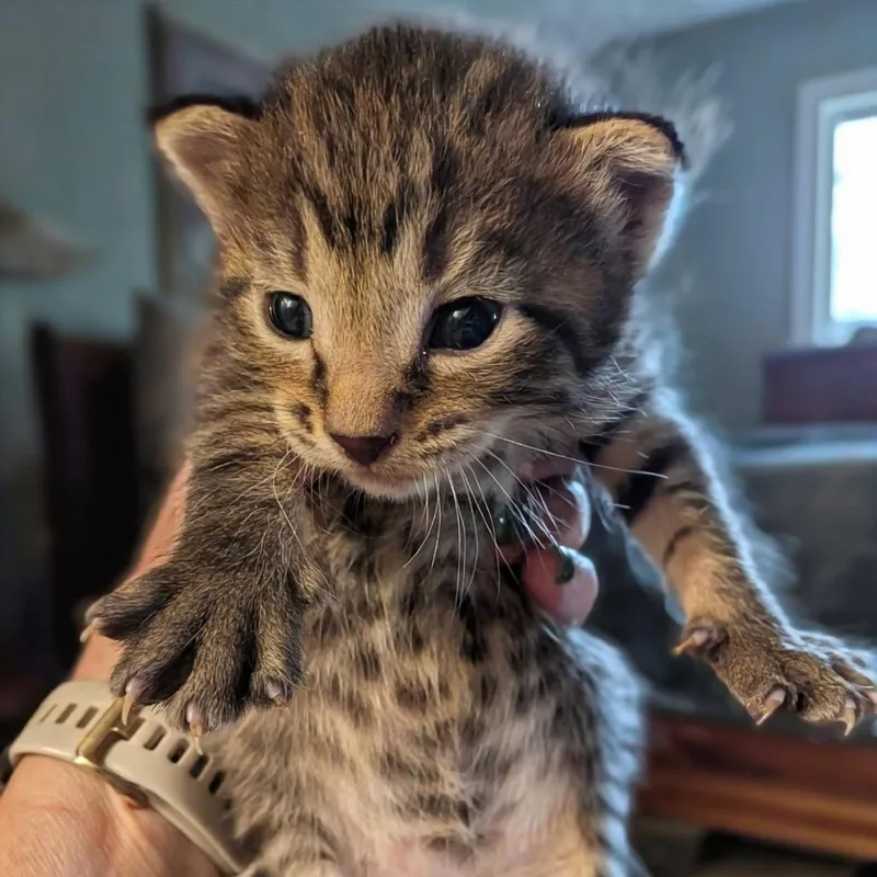 A baby small-sized male Brown / Chocolate Domestic Short Hair cat named Hoho for adoption in Middleton, WI
