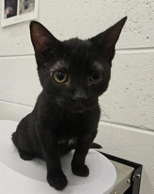 A baby small-sized male Domestic Short Hair cat named Beetle for adoption in Ocala, FL
